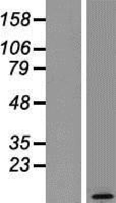 Western Blot: NRGN Overexpression Lysate (Adult Normal) [NBP2-07656] Left-Empty vector transfected control cell lysate (HEK293 cell lysate); Right -Over-expression Lysate for NRGN.