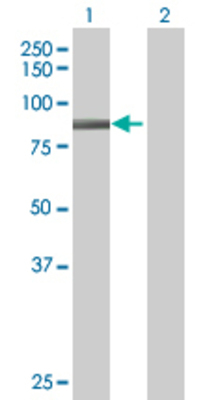 Lane 1: TIAM2 transfected lysate (68.97 KDa) Lane 2: Non-transfected lysate.
