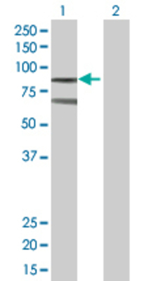 Lane 1: RANGAP1 transfected lysate (63.5 KDa) Lane 2: Non-transfected lysate.