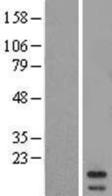 Western Blot: MRPL43 Overexpression Lysate (Adult Normal) [NBL1-13271] Left-Empty vector transfected control cell lysate (HEK293 cell lysate); Right -Over-expression Lysate for MRPL43.