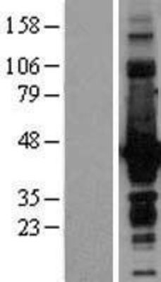 Western Blot: Doublecortin Overexpression Lysate (Adult Normal) [NBL1-09760] Left-Empty vector transfected control cell lysate (HEK293 cell lysate); Right -Over-expression Lysate for Doublecortin.