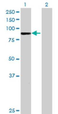 Lane 1: ARHGAP9 transfected lysate (82.61 KDa) Lane 2: Non-transfected lysate.