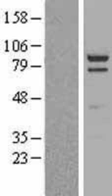 Western Blot: PSD95 Overexpression Lysate (Adult Normal) [NBL1-09911] Left-Empty vector transfected control cell lysate (HEK293 cell lysate); Right -Over-expression Lysate for PSD95.