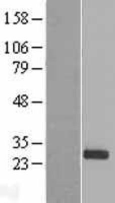 Western Blot: PDF Overexpression Lysate (Adult Normal) [NBL1-14234] Left-Empty vector transfected control cell lysate (HEK293 cell lysate); Right -Over-expression Lysate for PDF.