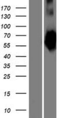 Western Blot: SNX29 Overexpression Lysate (Adult Normal) [NBP2-08403] Left-Empty vector transfected control cell lysate (HEK293 cell lysate); Right -Over-expression Lysate for SNX29.