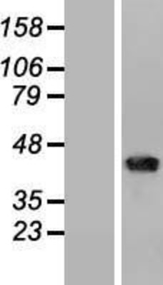 Western Blot: CD1b Overexpression Lysate (Adult Normal) [NBP2-08177] Left-Empty vector transfected control cell lysate (HEK293 cell lysate); Right -Over-expression Lysate for CD1b.