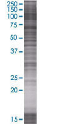 HMGCR transfected lysate.