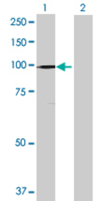 Lane 1: HMGCR transfected lysate (91.96 KDa) Lane 2: Non-transfected lysate.