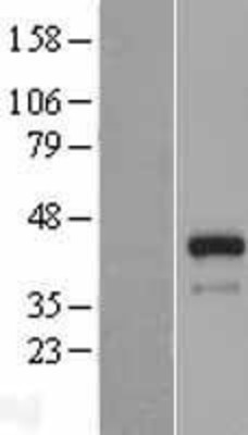 Western Blot: FSTL1 Overexpression Lysate (Adult Normal) [NBL1-10847] Left-Empty vector transfected control cell lysate (HEK293 cell lysate); Right -Over-expression Lysate for FSTL1.