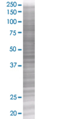 WNT4 transfected lysate.