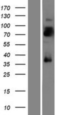 Western Blot: LRRTM4 Overexpression Lysate (Adult Normal) [NBP2-09554] Left-Empty vector transfected control cell lysate (HEK293 cell lysate); Right -Over-expression Lysate for LRRTM4.