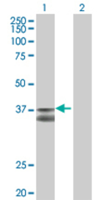 Lane 1: WNT4 transfected lysate (38.72 KDa) Lane 2: Non-transfected lysate.