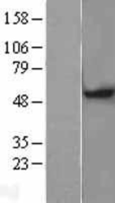 Western Blot: MGAT1 Overexpression Lysate (Adult Normal) [NBP2-09401] Left-Empty vector transfected control cell lysate (HEK293 cell lysate); Right -Over-expression Lysate for MGAT1.