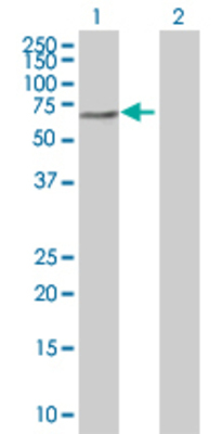 Lane 1: YY1 transfected lysate (44.7 KDa) Lane 2: Non-transfected lysate.