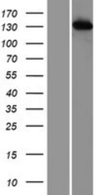 Western Blot: TIP120A Overexpression Lysate (Adult Normal) [NBP2-06795] Left-Empty vector transfected control cell lysate (HEK293 cell lysate); Right -Over-expression Lysate for TIP120A.