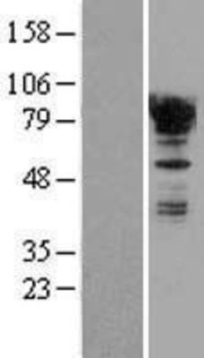 Western Blot: EWSR1 Overexpression Lysate (Adult Normal) [NBL1-10371] Left-Empty vector transfected control cell lysate (HEK293 cell lysate); Right -Over-expression Lysate for EWSR1.