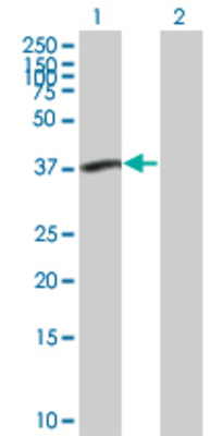 Lane 1: PLCXD1 transfected lysate (36.7 KDa) Lane 2: Non-transfected lysate.