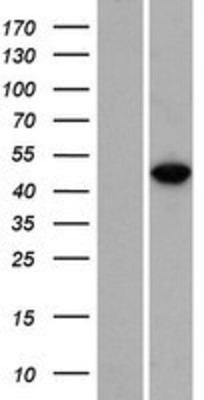 Western Blot: RBMS3 Overexpression Lysate (Adult Normal) [NBP2-08921] Left-Empty vector transfected control cell lysate (HEK293 cell lysate); Right -Over-expression Lysate for RBMS3.