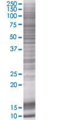 GOSR1 transfected lysate.