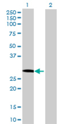 Lane 1: GOSR1 transfected lysate (27.61 KDa) Lane 2: Non-transfected lysate.