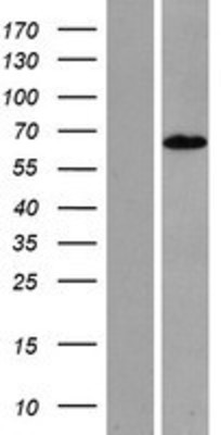Western Blot: RGAG4 Overexpression Lysate (Adult Normal) [NBP2-08639] Left-Empty vector transfected control cell lysate (HEK293 cell lysate); Right -Over-expression Lysate for RGAG4.