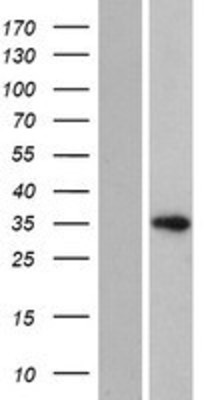 Western Blot: HELT Overexpression Lysate (Adult Normal) [NBP2-08601] Left-Empty vector transfected control cell lysate (HEK293 cell lysate); Right -Over-expression Lysate for HELT.