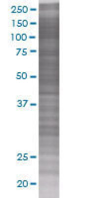 BAG4 transfected lysate.