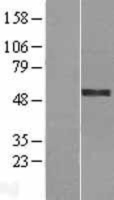 Western Blot: HYPE Overexpression Lysate (Adult Normal) [NBL1-10720] Left-Empty vector transfected control cell lysate (HEK293 cell lysate); Right -Over-expression Lysate for HYPE.