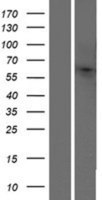 Western Blot: OR10H4 Overexpression Lysate (Adult Normal) [NBP2-08871] Left-Empty vector transfected control cell lysate (HEK293 cell lysate); Right -Over-expression Lysate for OR10H4.