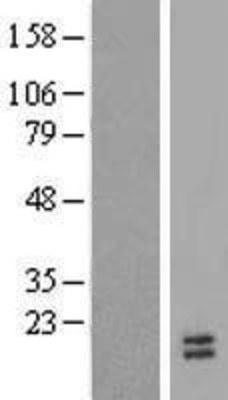 Western Blot: FAM19A3 Overexpression Lysate (Adult Normal) [NBP2-08867] Left-Empty vector transfected control cell lysate (HEK293 cell lysate); Right -Over-expression Lysate for FAM19A3.