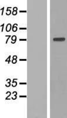Western Blot: MTIF2 Overexpression Lysate (Adult Normal) [NBP2-08858] Left-Empty vector transfected control cell lysate (HEK293 cell lysate); Right -Over-expression Lysate for MTIF2.