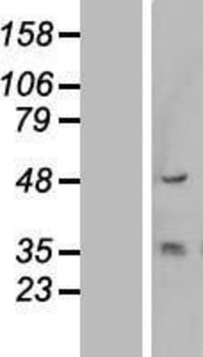 Western Blot: Cytokeratin 13 Overexpression Lysate (Adult Normal) [NBL1-12380] Left-Empty vector transfected control cell lysate (HEK293 cell lysate); Right -Over-expression Lysate for Cytokeratin 13.