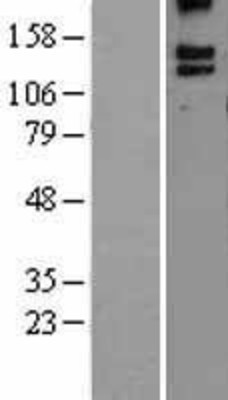 Western Blot: BAI3 Overexpression Lysate (Adult Normal) [NBL1-07905] Left-Empty vector transfected control cell lysate (HEK293 cell lysate); Right -Over-expression Lysate for BAI3.