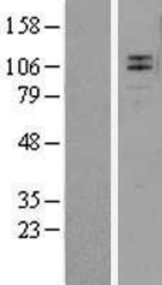 Western Blot: TrkC Overexpression Lysate (Adult Normal) [NBL1-13840] Left-Empty vector transfected control cell lysate (HEK293 cell lysate); Right -Over-expression Lysate for TrkC.