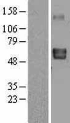 Western Blot: LTBR Overexpression Lysate (Adult Normal) [NBL1-12740] Left-Empty vector transfected control cell lysate (HEK293 cell lysate); Right -Over-expression Lysate for LTBR.