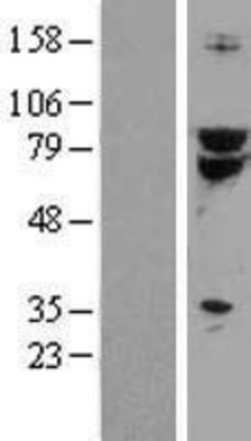 Western Blot: TCF3/E2A Overexpression Lysate (Adult Normal) [NBL1-16774] Left-Empty vector transfected control cell lysate (HEK293 cell lysate); Right -Over-expression Lysate for TCF3/E2A.