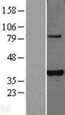 Western Blot: PLEKHA3 Overexpression Lysate (Adult Normal) [NBL1-14502] Left-Empty vector transfected control cell lysate (HEK293 cell lysate); Right -Over-expression Lysate for PLEKHA3.