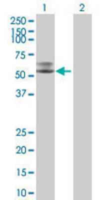 Lane 1: PLA2G3 transfected lysate (56.1 KDa) Lane 2: Non-transfected lysate.