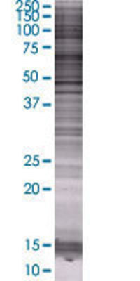 PLA2G3 transfected lysate.