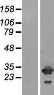 Western Blot: IMPA2 Overexpression Lysate (Adult Normal) [NBL1-11983] Left-Empty vector transfected control cell lysate (HEK293 cell lysate); Right -Over-expression Lysate for IMPA2.