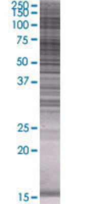 SDS transfected lysate.