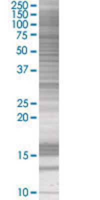 FCGR3A transfected lysate.