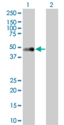Lane 1: PHKG2 transfected lysate (44.77 KDa) Lane 2: Non-transfected lysate.