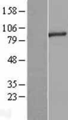Western Blot: RNF10 Overexpression Lysate (Adult Normal) [NBL1-15406] Left-Empty vector transfected control cell lysate (HEK293 cell lysate); Right -Over-expression Lysate for RNF10.