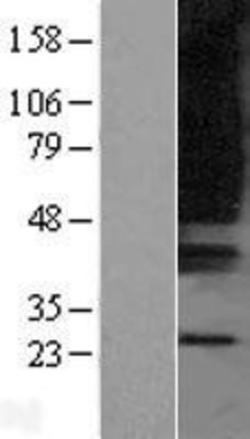 Western Blot: GPR80 Overexpression Lysate (Adult Normal) [NBL1-14021] Left-Empty vector transfected control cell lysate (HEK293 cell lysate); Right -Over-expression Lysate for GPR80.