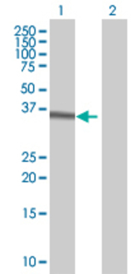 Lane 1: HOXC4 transfected lysate (29.8 KDa) Lane 2: Non-transfected lysate.
