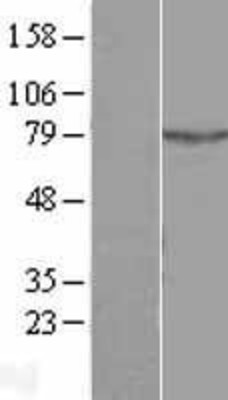 Western Blot: ALS2CR11 Overexpression Lysate (Adult Normal) [NBL1-07489] Left-Empty vector transfected control cell lysate (HEK293 cell lysate); Right -Over-expression Lysate for ALS2CR11.