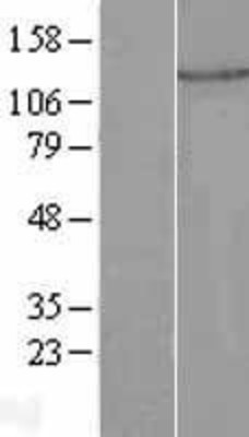 Western Blot: PLEKHA7 Overexpression Lysate (Adult Normal) [NBL1-14504] Left-Empty vector transfected control cell lysate (HEK293 cell lysate); Right -Over-expression Lysate for PLEKHA7.