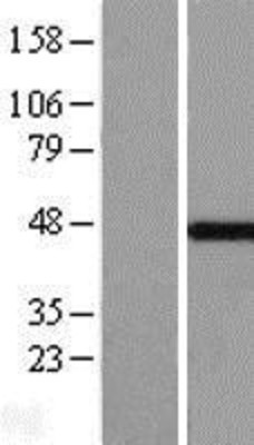 Western Blot: MKRN2 Overexpression Lysate (Adult Normal) [NBL1-13127] Left-Empty vector transfected control cell lysate (HEK293 cell lysate); Right -Over-expression Lysate for MKRN2.