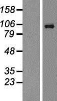 Western Blot: NMDAR1 Overexpression Lysate (Adult Normal) [NBP2-11163] Left-Empty vector transfected control cell lysate (HEK293 cell lysate); Right -Over-expression Lysate for NMDAR1.